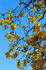 Closeup of yellow lapacho flowers, or ipe. Brazil