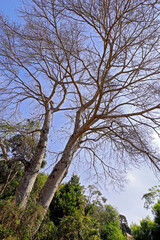 Trunks and bare branches of the silk floss tree. Brazil