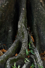 Tabular roots on tropical rainforest, Amazon, Brazil
