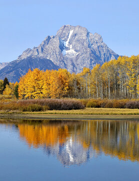 Golden foliage on trees and the rugged mountain peak of Mount Moran against a bright blue sky reflected in tranquil water in Grand Teton National Park; Wyoming, United States of America