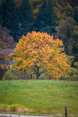 Baum Laubbaum im Herbst