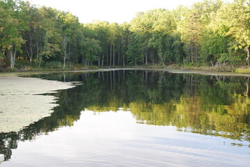 Obraz premium lake in the forest
