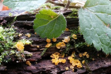 Very little yellow mushroom Dacrymyces on wood in forest