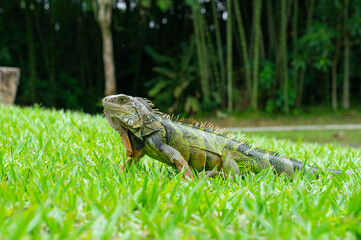 South American female green iguana, walking on the grass, located in a Colombian animal reserve.