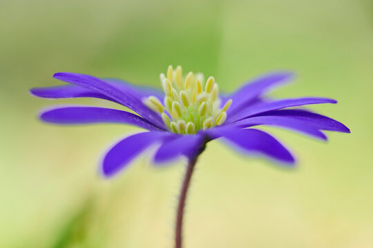 Balkan anemone or Grecian windflower (Anemonoides blanda) blossom; Bavaria, Germany