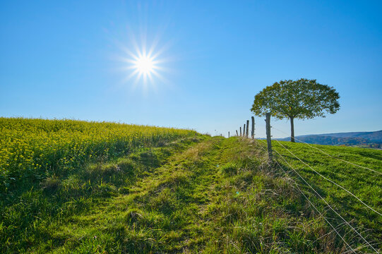 Field of flowering mustard plants (Brassica) next to a footpath and grass meadow with a lone tree against a clear blue sky with sun; Odenwald, Hesse, Germany
