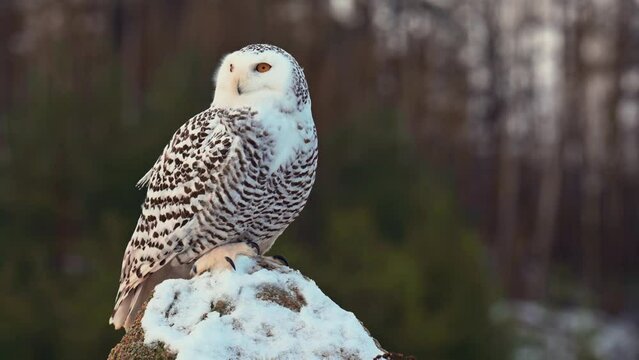 Beautiful and very rare arctic owl (Bubo scandiacus), snowy owl, perching on a stone in a landscape covered with snow. Close up view, close up shot. Winter.
