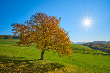 Cherry tree in autumn colours with bright sunburst in a blue sky; Odenwald, Hesse, Germany