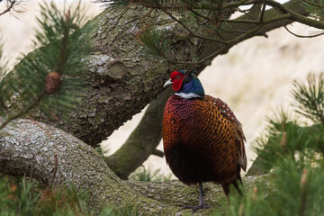 Colorful male pheasant (phasianus colchicus).