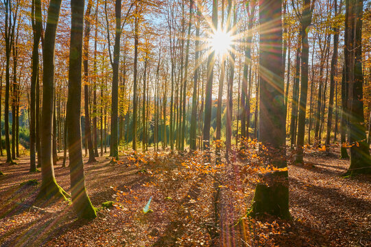 Forest with evening sun in autumn; Spessart, Bavaria, Germany