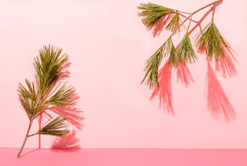 Two branch pine tree against pink wall with sharp shadow.
