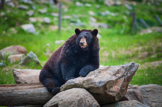 Black bear (Ursus Americanus) sitting on a log and leaning on a boulder in Omega Park; Montebello, Quebec, Canada