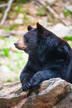 Black bear (Ursus Americanus) portrait while looking away and leaning on a boulder in Omega Park; Montebello, Quebec, Canada