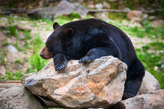 Black bear (Ursus Americanus) sitting and leaning on a boulder in Omega Park; Montebello, Quebec, Canada