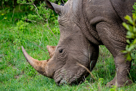 White rhinoceros (Ceratotherium simum) rescued when young then released into the wild, that allows humans to get close on walking safari in the Maasai Mara wildlife reserve, Kenya, Africa