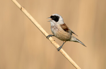 Penduline tit ( Remiz pendulinus ) - male