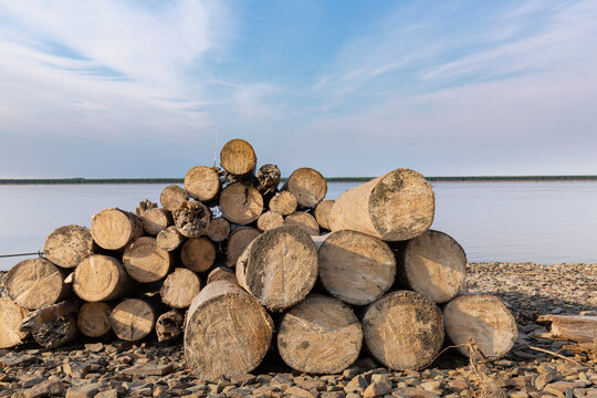 A stack of driftwood cut up for firewood sits on the beach in Mountain Village in Summer along the shore of the Lower Yukon River; Mountain Village, Western Alaska, Alaska, United States of America