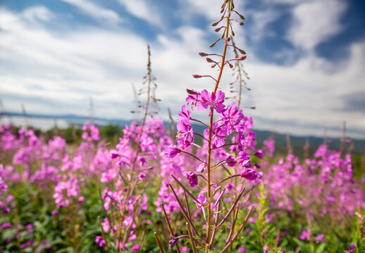 Fireweed (Chamaenerion Angustifolium) in bloom in a meadow in Interior Alaska; Ruby, Alaska, United States Of America