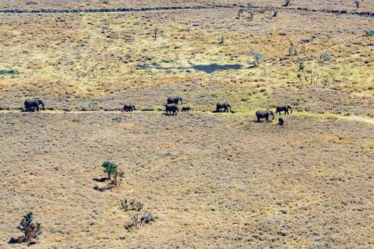 Herd of elephants seen from the air on Mount Kenya, Nyeri County, Kenya, Africa; Nanyuki, Mount Kenya, Kenya