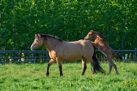 Foal with mare horse (Equus ferus caballus) standing in a green pasture in spring with the foal placing its hoofs on the mare's back; Europe