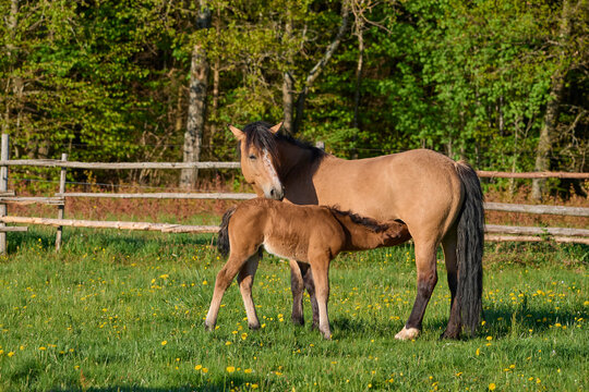 Foal suckling mare (Equus ferus caballus) standing in a green pasture in spring; Europe