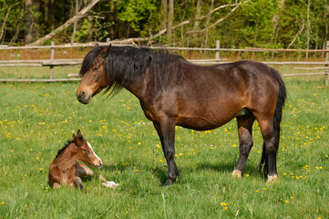 Foal and mare (Equus ferus caballus) in a green pasture, mare watching over its foal lying down for a rest in spring; Europe