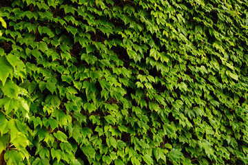 Textura de enredaderas