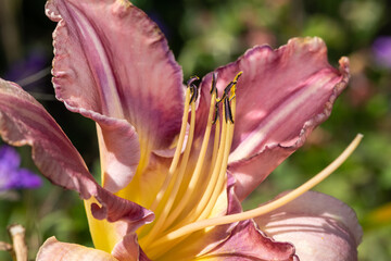Fototapeta na wymiar Close up of a pink daylily flower in bloom