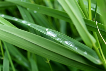 Water drops on the grass