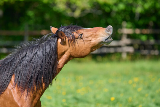 Mare horse neighs on pasture; Odenwald, Baden-Wurttemberg, Germany