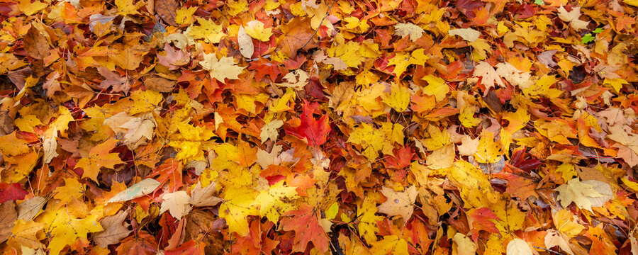 Autumn coloured fallen leaves covering the ground; Quebec, Canada