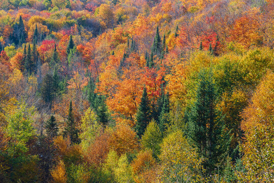 Patchwork of autumn colours in a forest in the Laurentides; Quebec, Canada