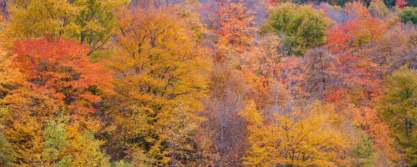 Vibrant autumn coloured foliage in a forest in the Laurentides; Quebec, Canada