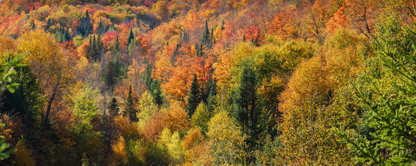 Vibrant autumn coloured foliage in a forest in the Laurentides; Quebec, Canada