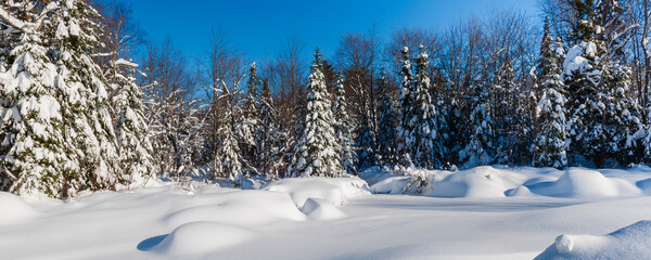 Bright winter landscape with snow-covered trees and blue sky; Quebec, Canada