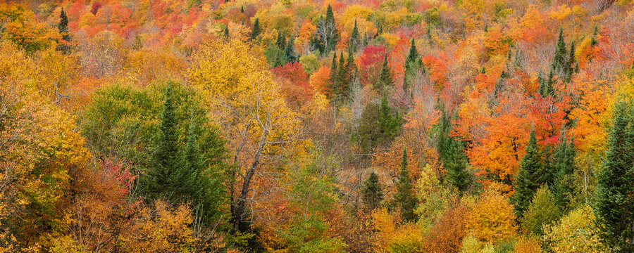 Vibrant autumn coloured foliage in a forest in the Laurentides; Quebec, Canada