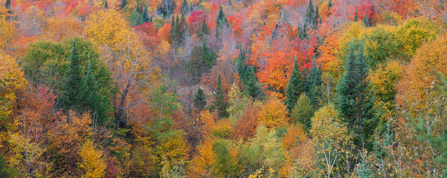 Vibrant autumn coloured foliage in a forest in the Laurentides; Quebec, Canada