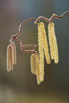 Common hazel (Corylus avellana 'Contorta') blooming; Bavaria, Germany
