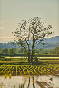 Common alder or european black alder (Alnus glutinosa) tree in late day light; Bavaria, Germany