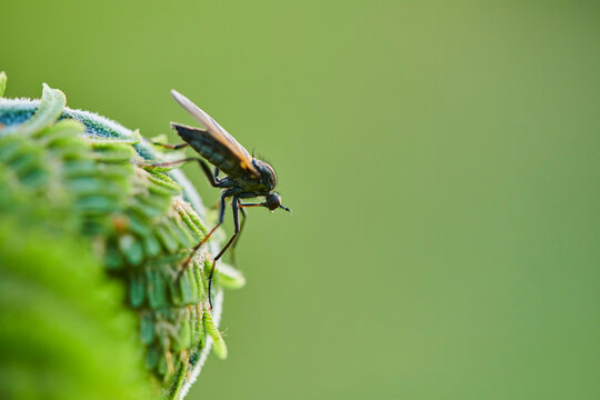 Close-up detail of a Robber fly or assassin fly (Asilidae) on male fern or worm fern (Dryopteris filix-mas); Bavaria, Germany