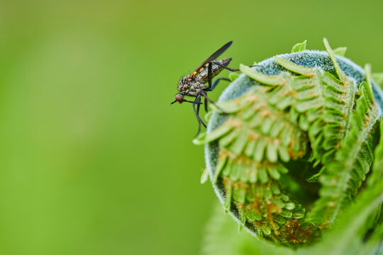 Close-up detail of a Robber fly or assassin fly (Asilidae) on male fern or worm fern (Dryopteris filix-mas); Bavaria, Germany