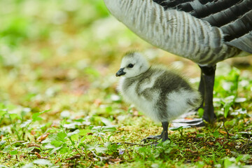 Barnacle goose (Branta leucopsis) with a gosling in a meadow; Bavaria, Germany