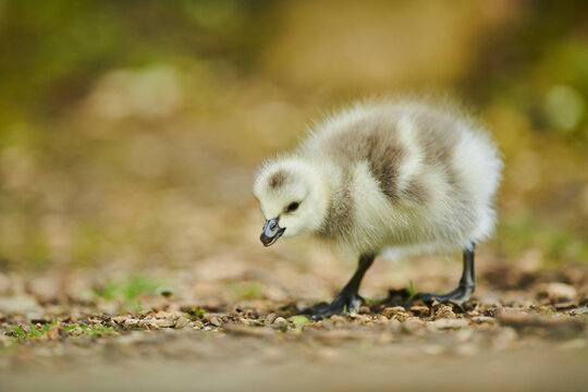 Barnacle goose (Branta leucopsis) chick walking and searching for food on the ground; Bavaria, Germany