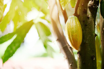 Yellow cacao pod on sunny light