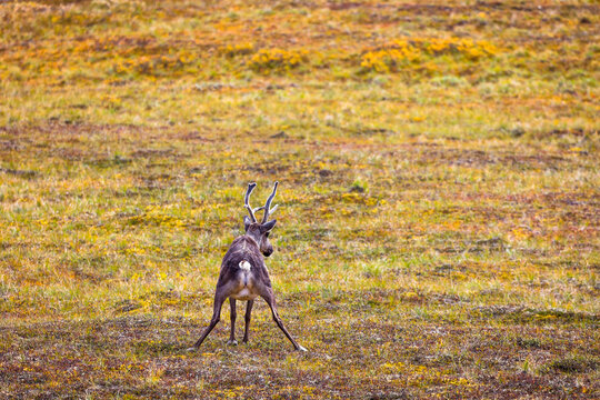 View taken from behind of a female, cow caribou (Rangifer tarandus) urinating on the fall colored tundra in autumn; Denali National Park & Preserve, Interior Alaska, Alaska, United States of America
