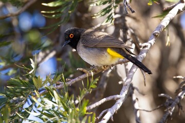The Common Bulbul (Pycnonotus barbatus) is a ubiquitous resident breeder throughout Africa. Other names include Black-eyed Bulbul, Dark-Capped Bulbul and Common Garden Bulbul.