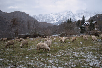 Fototapeta premium Ovejas pastando en un prado verde entre montañas nevadas