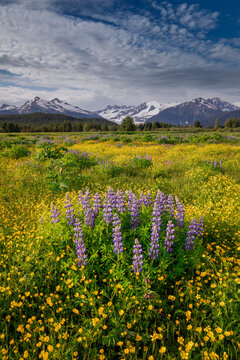 Field with wildflowers including buttercups and lupines, Mendenhall Wetlands, SE Alaska, Alaska, USA