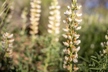 Harlequin Lupine Flowers Bloom in Zion National Park