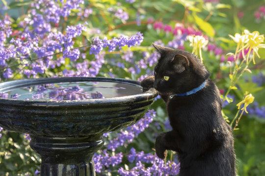 A black cat stands on it's hind legs looking for birds in a birdbath; Eureka, Alaska, United States of America
